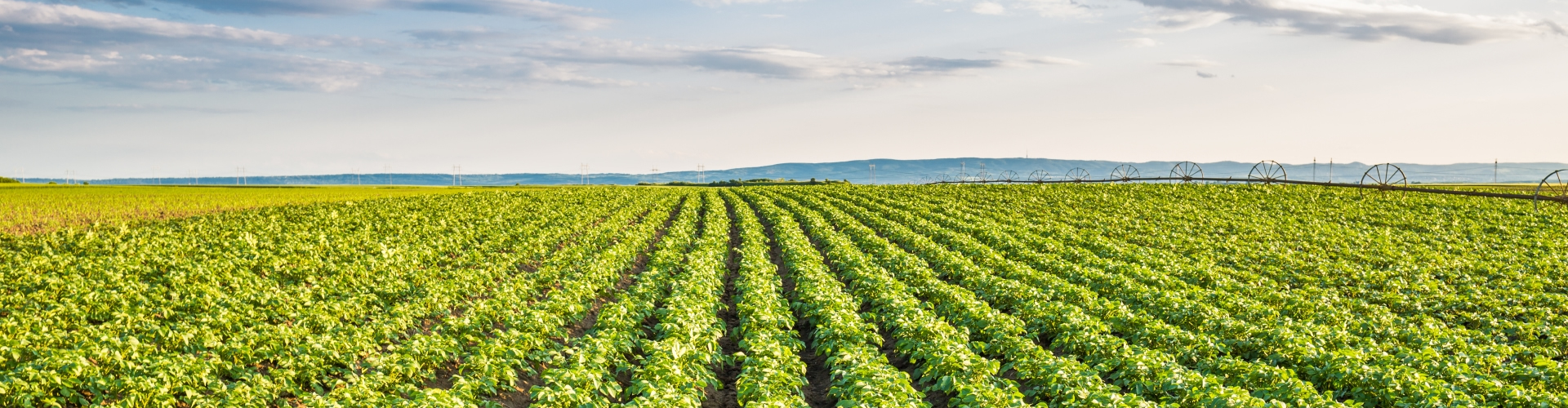 Potato field