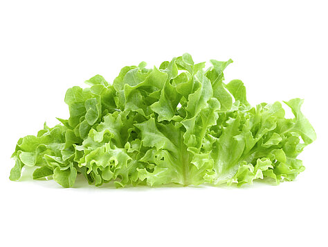 Leaf lettuce