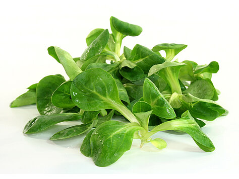 Lamb's lettuce (Field salat)